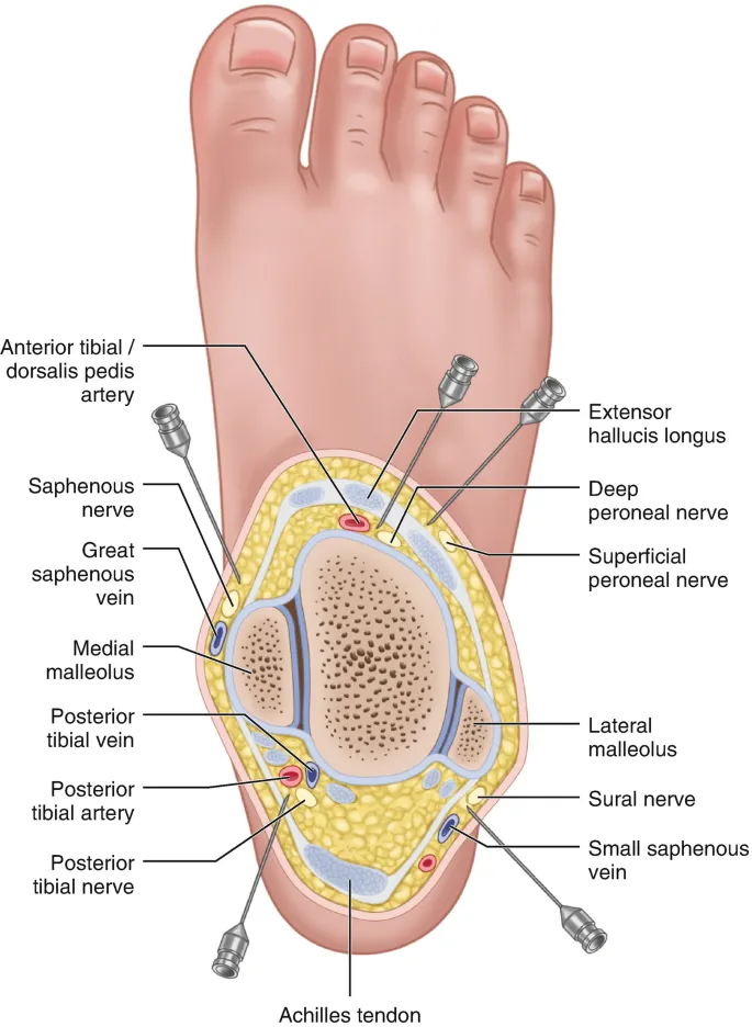 Ankle Block Anatomy