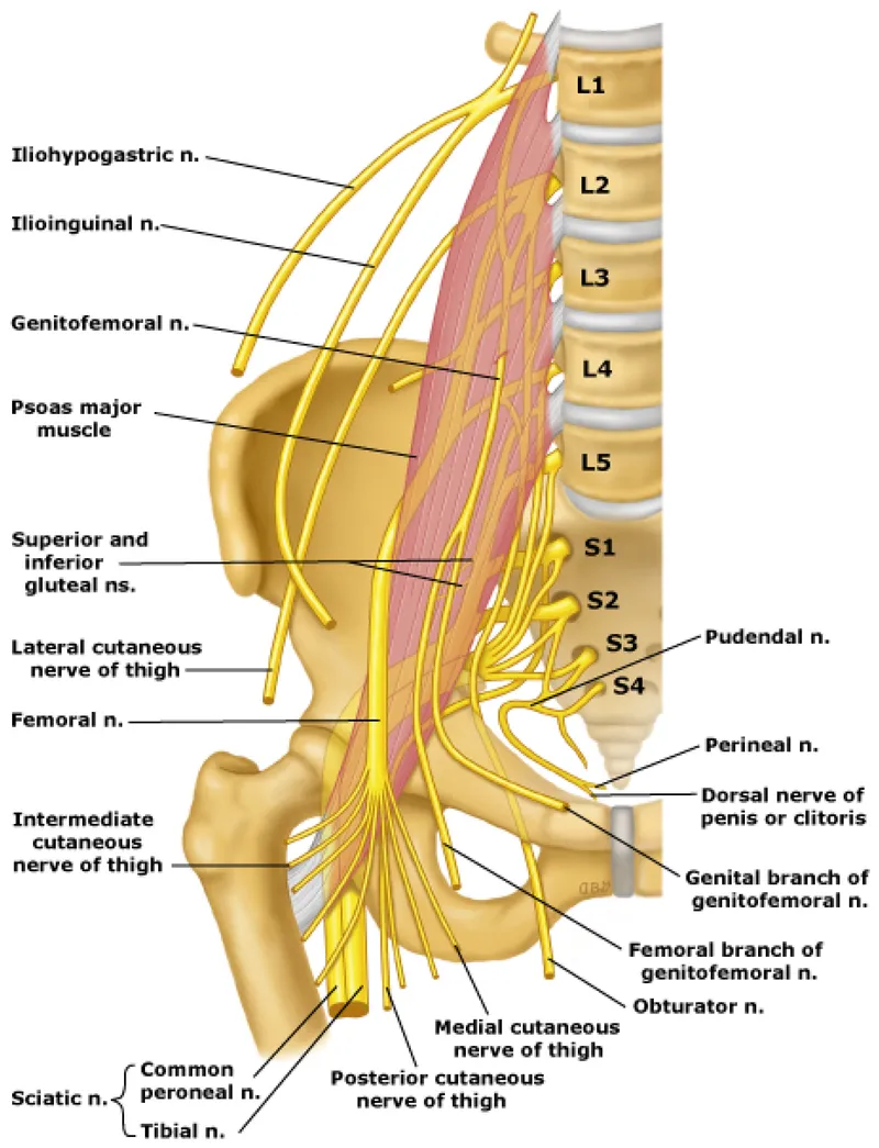 Lumbar and Sacral Plexuses and Lower Extremity Nerves