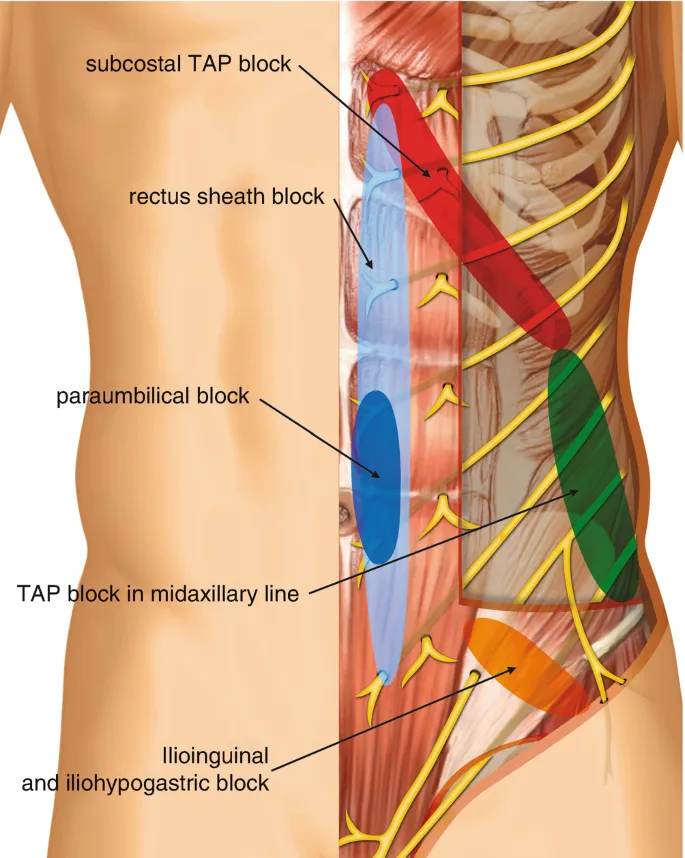 Truncal Blocks and Innervation