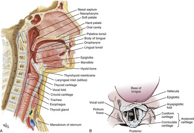 Upper airway anatomy for direct laryngoscopy