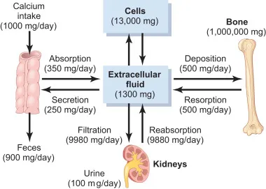 Calcium Homeostasis Diagram