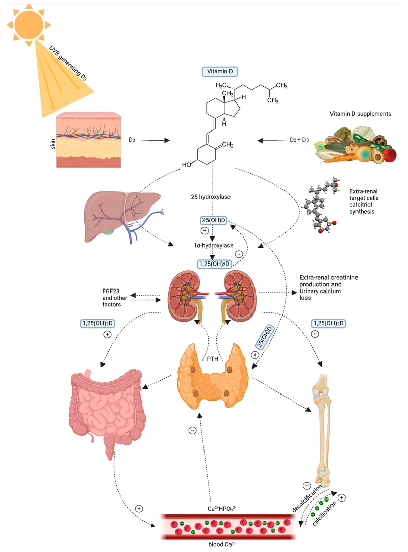 Vitamin D synthesis and regulation pathway