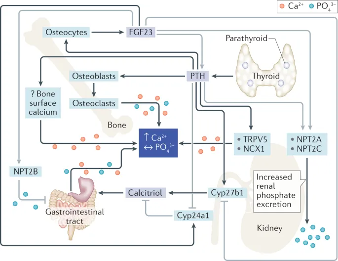 Calcium and Phosphate Homeostasis