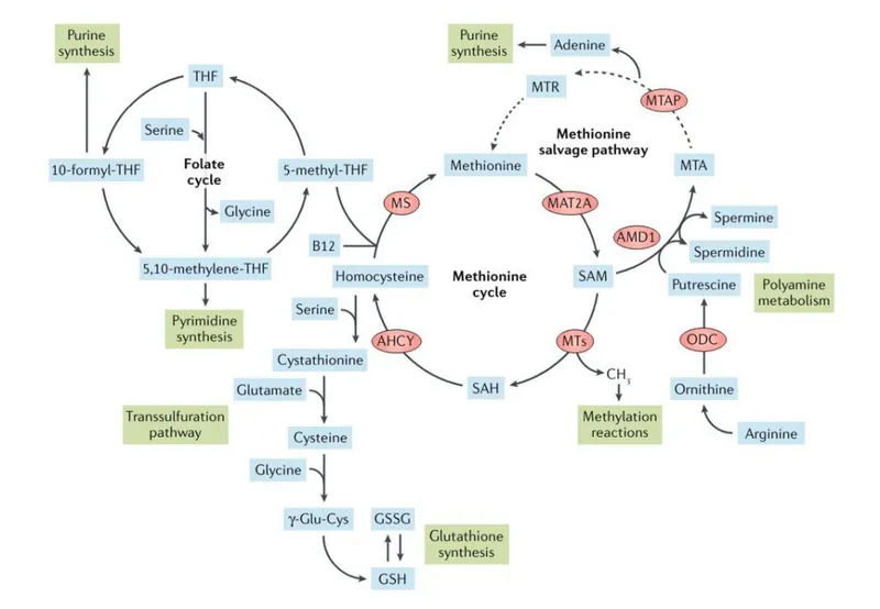 SAM cycle and transsulfuration pathway