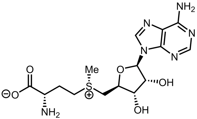 SAM Synthesis and Metabolism