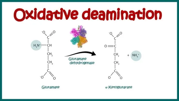 Oxidative deamination of glutamate