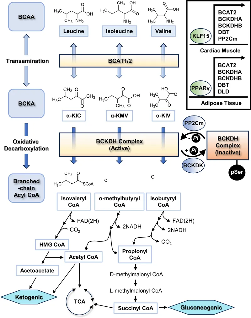 Branched-chain amino acid metabolism pathway