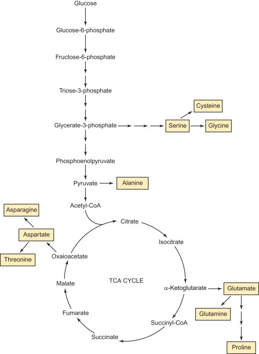 Synthesis of non-essential amino acids