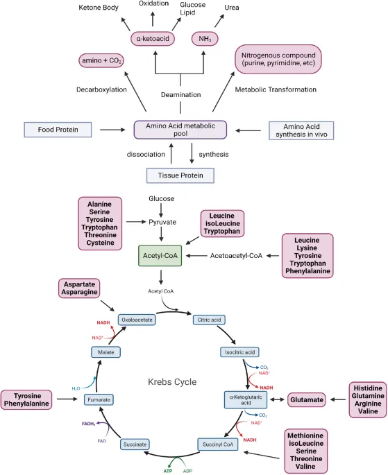 Amino Acid Catabolism and Krebs Cycle Entry Points