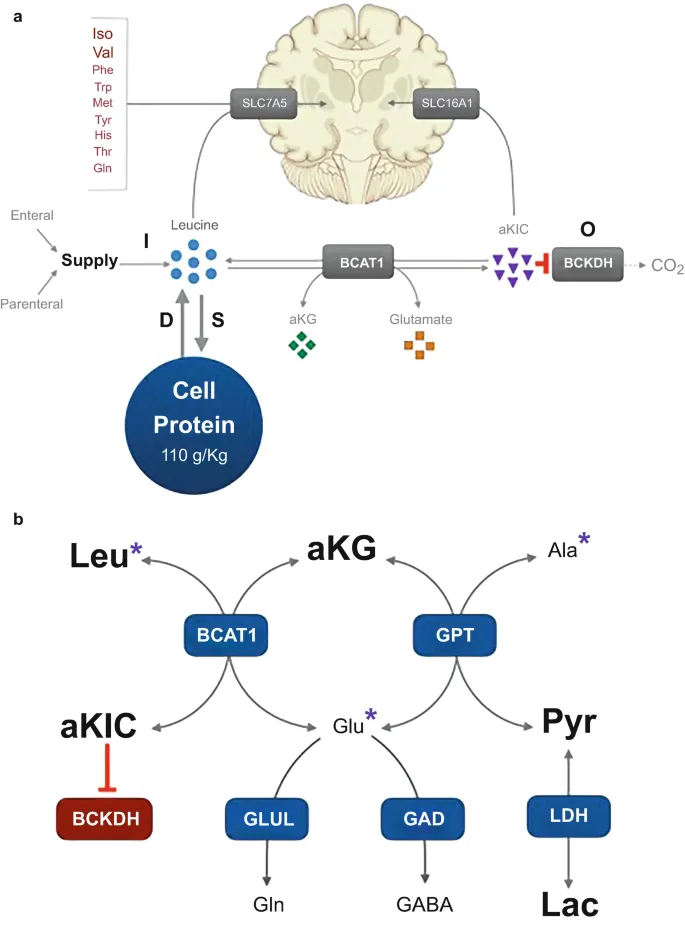Maple Syrup Urine Disease (MSUD) metabolic pathway