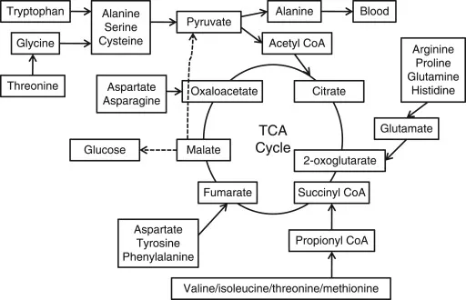 Glucogenic and Ketogenic Amino Acid Metabolism