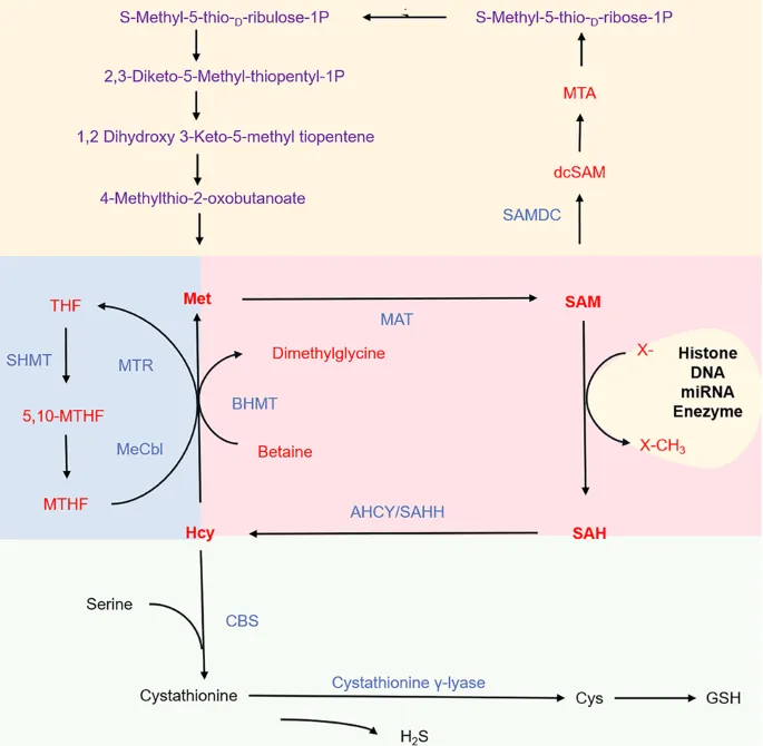 Methionine Metabolism Pathway