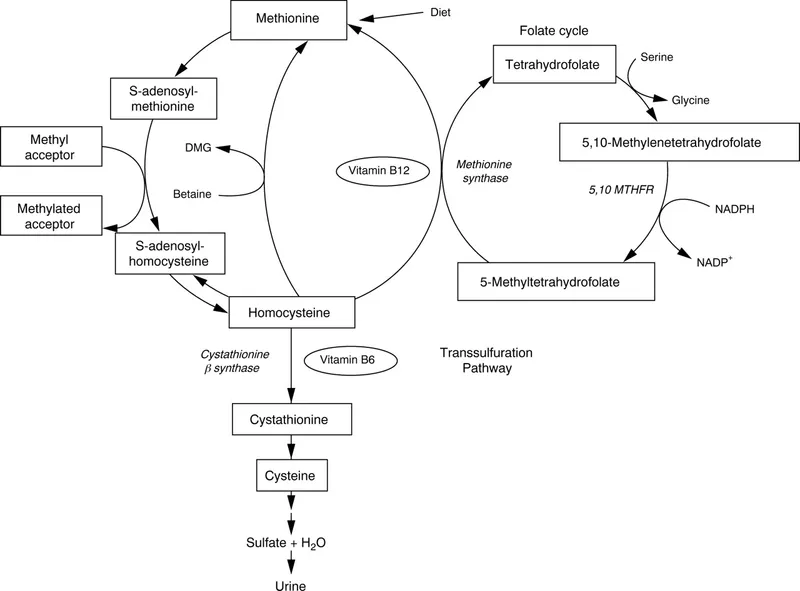 Methionine and Homocysteine Metabolism with Cofactors