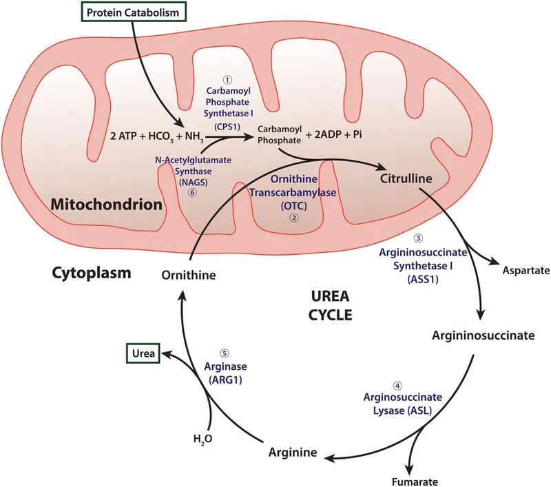 Urea Cycle Pathway and Enzyme Deficiencies