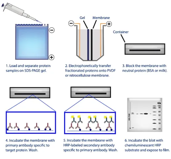 Western Blotting Steps Diagram