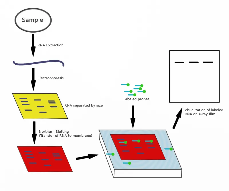 Northern blot diagram