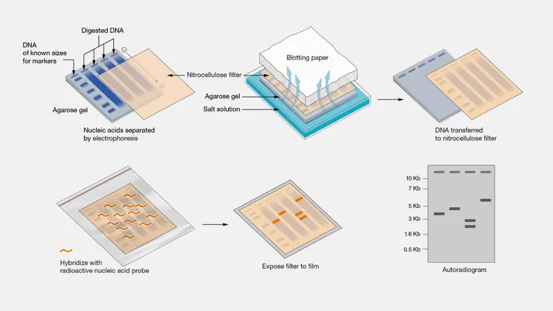 Southern Blot Technique Diagram