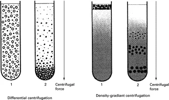 Centrifugation techniques comparison