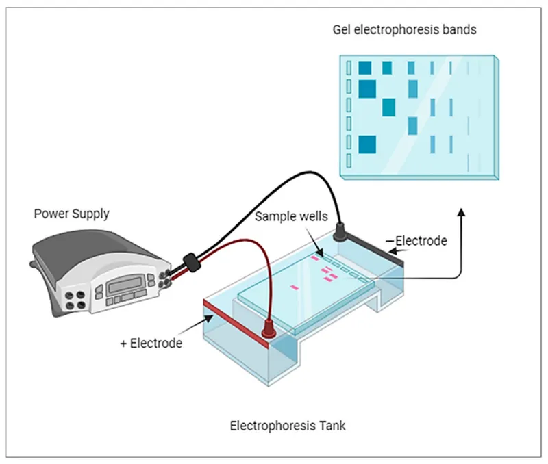 Basic gel electrophoresis setup and results
