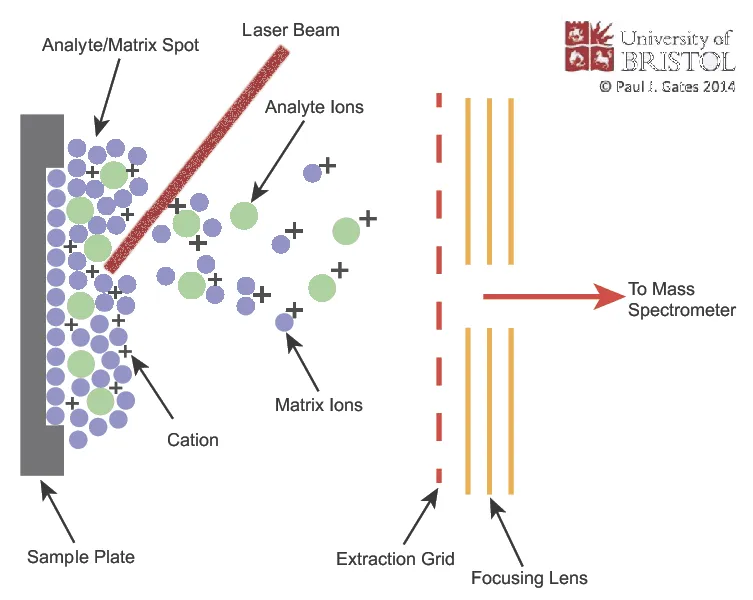 MALDI vs ESI Ionization Techniques