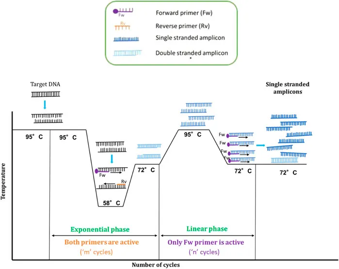 PCR temperature cycle and amplification phases