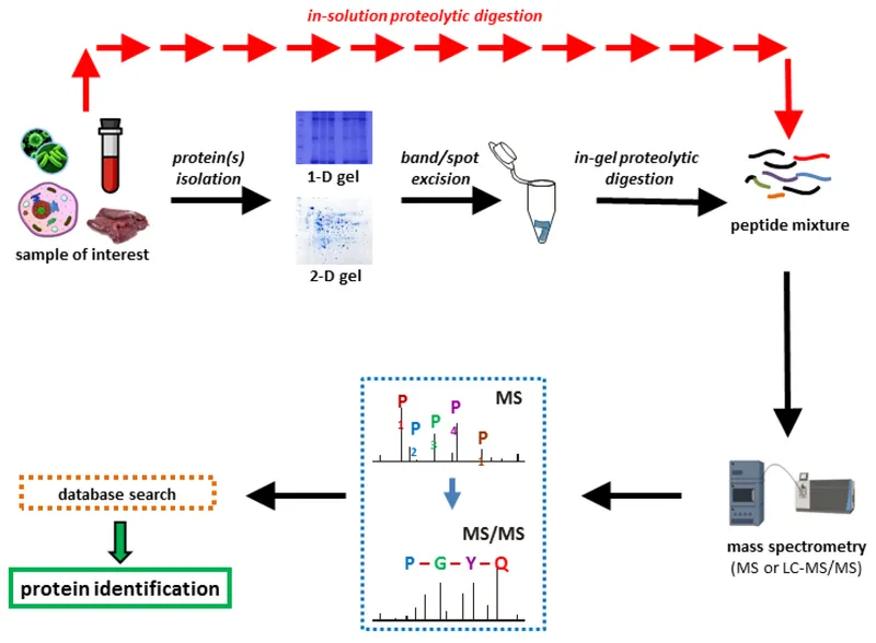 Proteomics workflow: 2D gel electrophoresis and LC-MS/MS