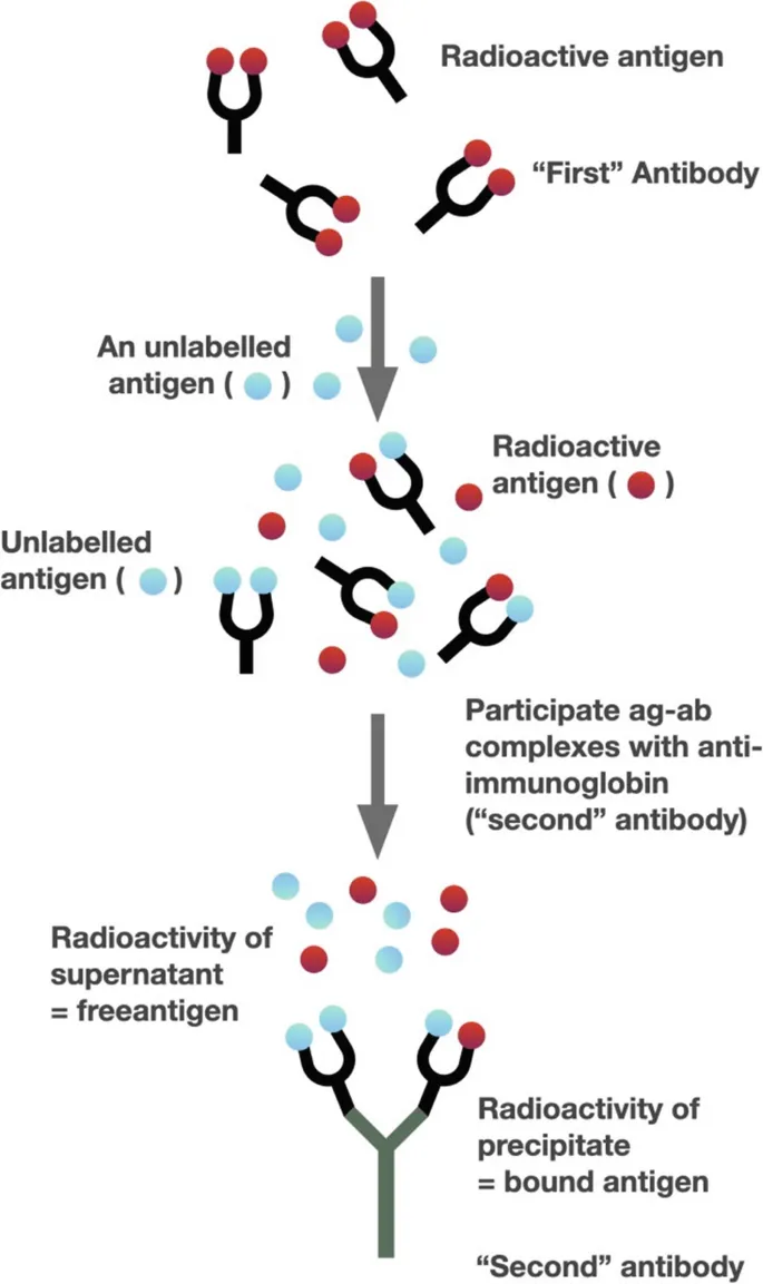 Principle of Radioimmunoassay (RIA)