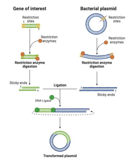 Recombinant DNA Technology: Gene Insertion