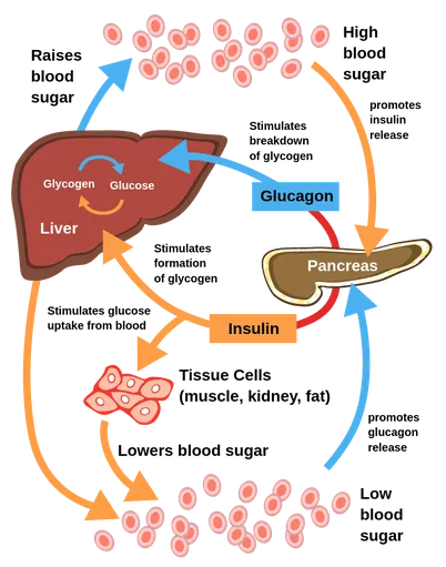 Blood Glucose Regulation by Pancreas and Liver