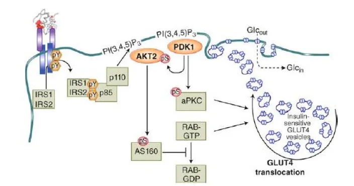 Insulin signaling and GLUT4 translocation