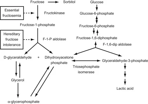 Fructose metabolism pathway and related disorders