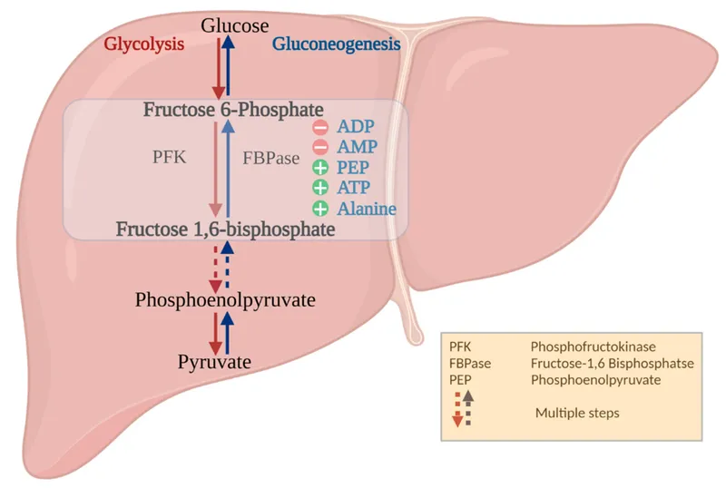 Gluconeogenesis and Glycolysis Regulation in Liver