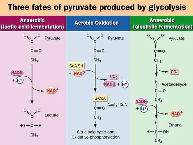 Three fates of pyruvate after glycolysis