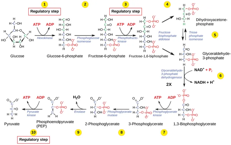 Glycolysis Pathway with Regulatory Steps