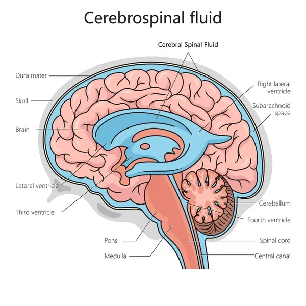 CSF circulation and analysis diagram