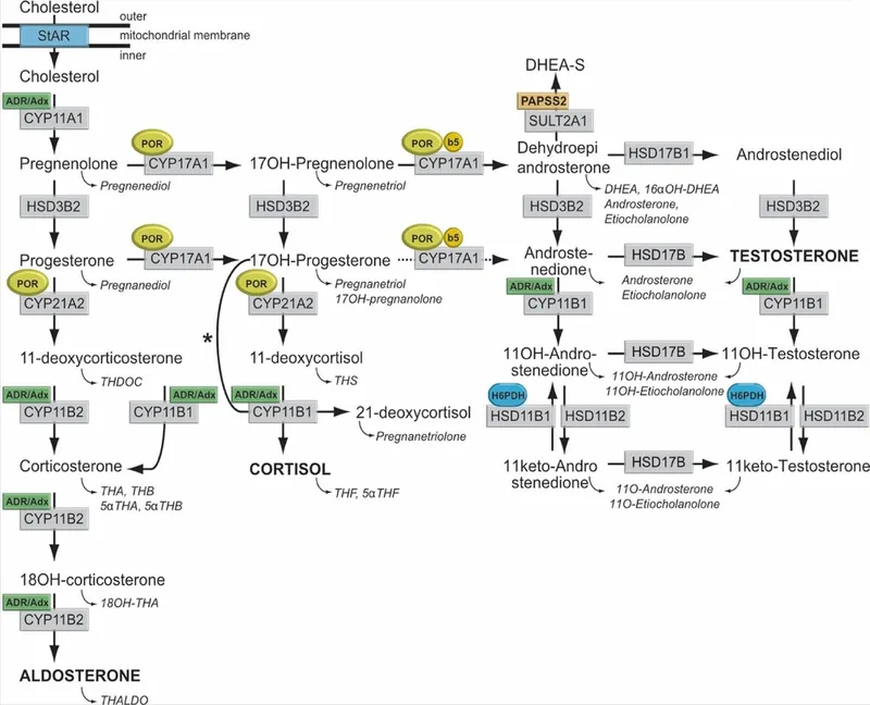 Adrenal and Gonadal Hormone Synthesis Pathways