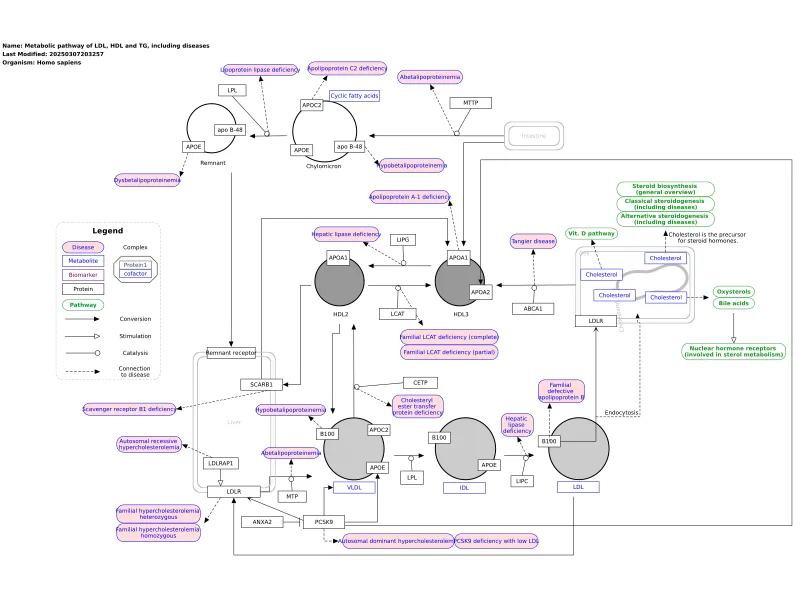 Lipoprotein Metabolic Pathways Overview