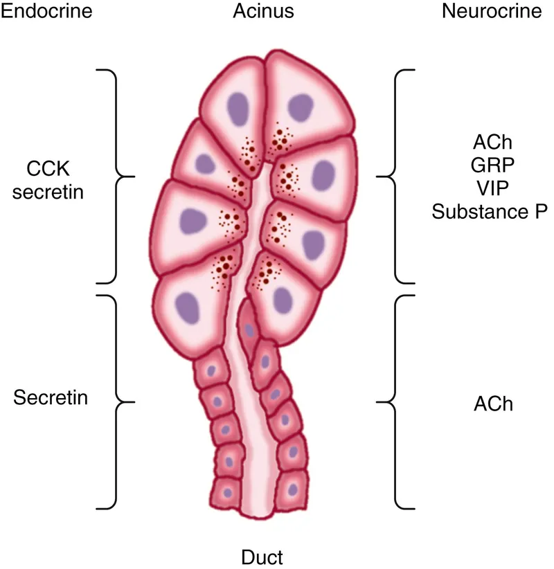 Pancreatic acinar and ductal cell regulation