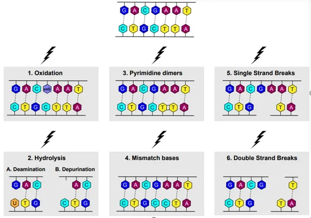 Major types of DNA damage