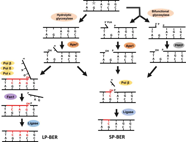 Base Excision Repair (BER) pathways: LP-BER and SP-BER