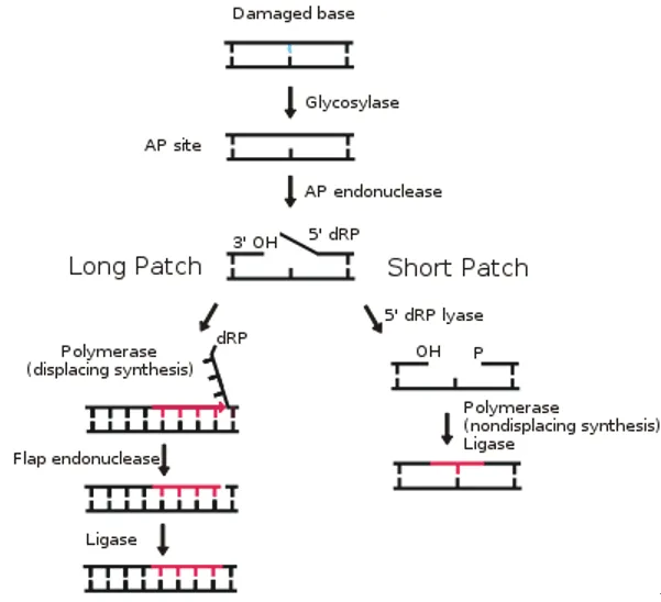 Base Excision Repair: Long and Short Patch Pathways