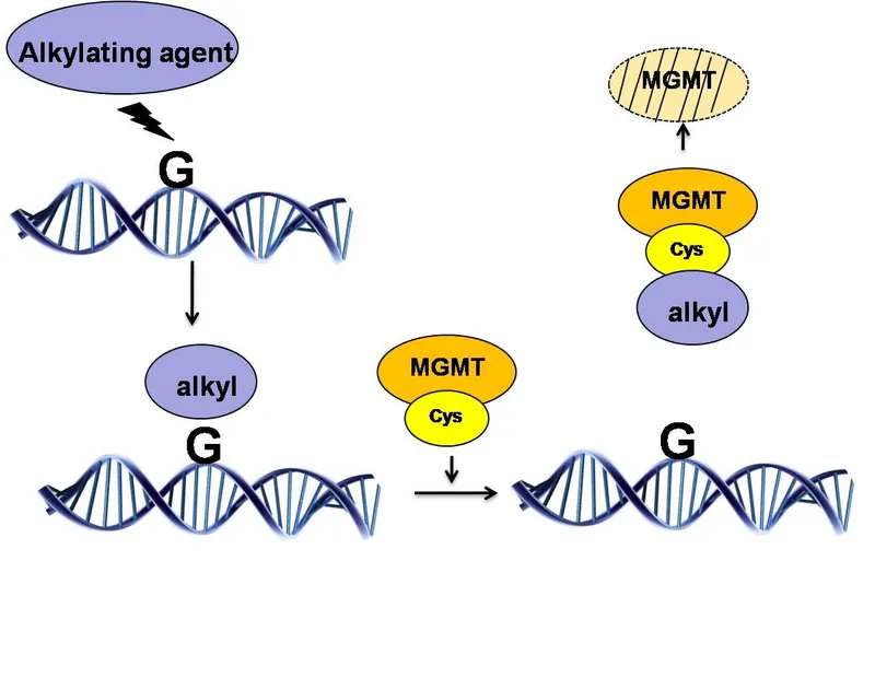 O6-methylguanine-DNA methyltransferase (MGMT) direct repair