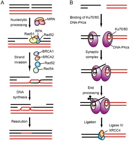 Homologous Recombination vs. Non-Homologous End Joining