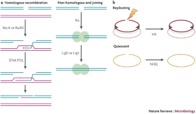 Homologous Recombination vs. Non-Homologous End Joining