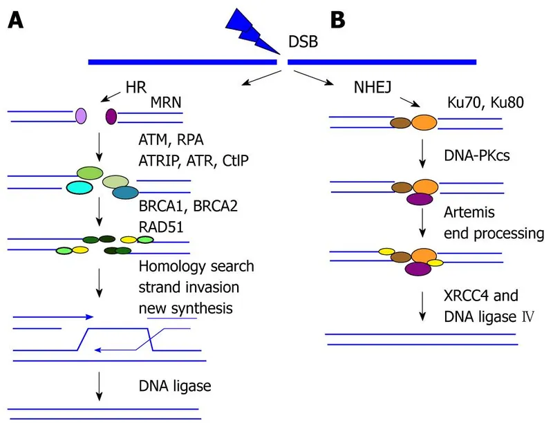 Homologous Recombination vs. Non-Homologous End Joining