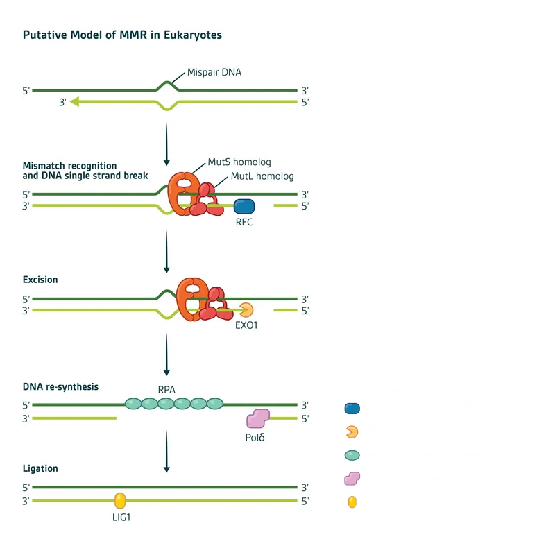 Eukaryotic Mismatch Repair (MMR) Pathway