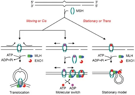 Mismatch Repair (MMR) Models