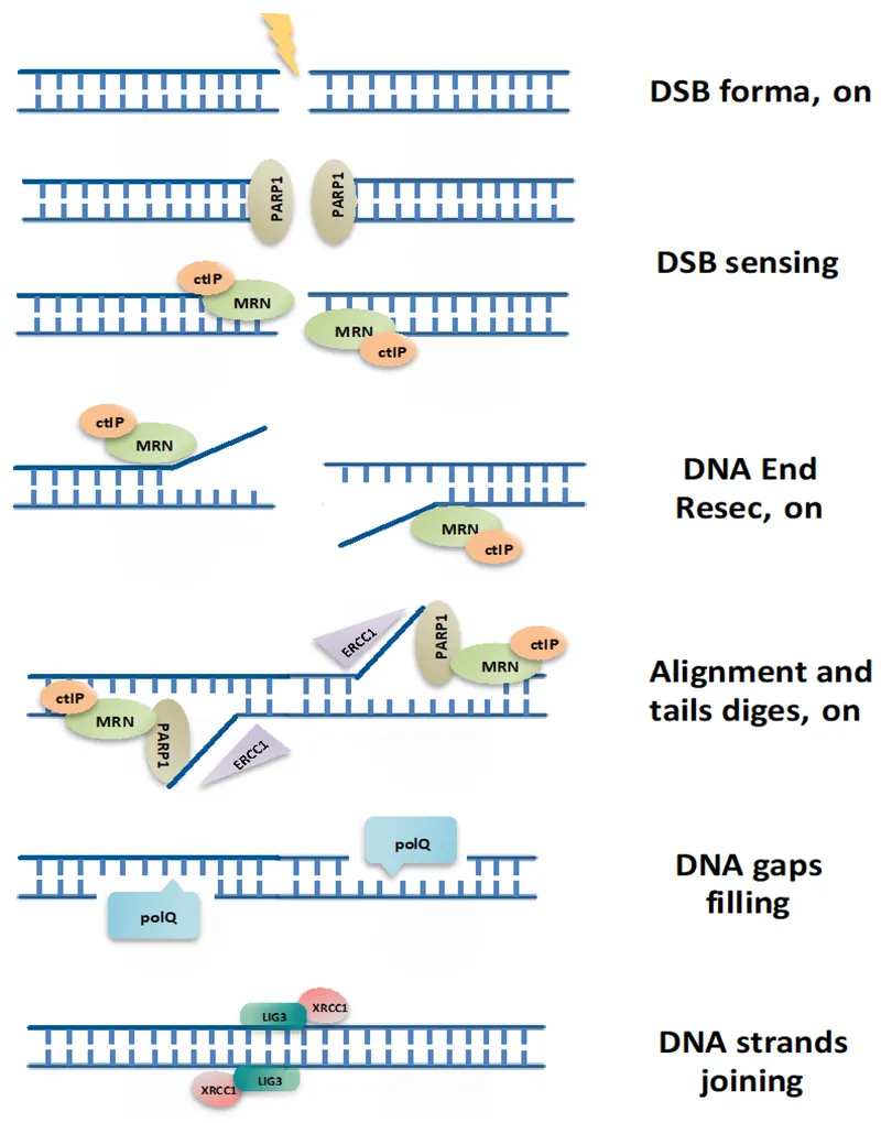 Non-homologous end joining (NHEJ) pathway