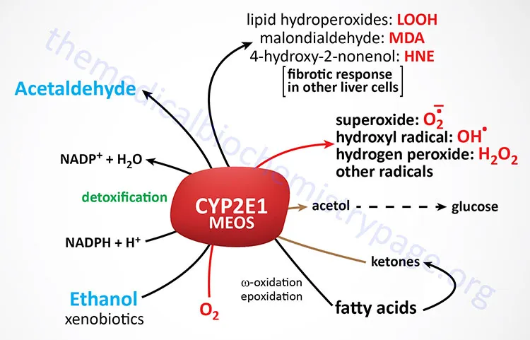 CYP2E1 MEOS pathway and ROS production