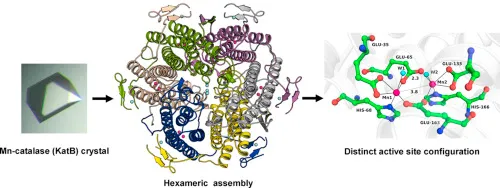 Mn-catalase crystal, hexameric assembly, and active site